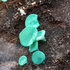 Chlorociboria at Crace, ACT - 22 Jun 2021 10:30 AM