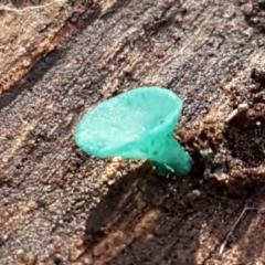 Chlorociboria at Crace, ACT - 22 Jun 2021 10:30 AM