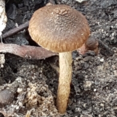 zz agaric (stem; gills not white/cream) at Kaleen, ACT - 22 Jun 2021 by trevorpreston