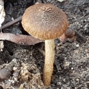 zz agaric (stem; gills not white/cream) at Kaleen, ACT - 22 Jun 2021 10:32 AM