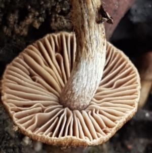 zz agaric (stem; gills not white/cream) at Kaleen, ACT - 22 Jun 2021 10:32 AM