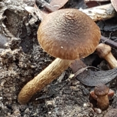 zz agaric (stem; gills not white/cream) at Kaleen, ACT - 22 Jun 2021 10:32 AM