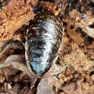 Calolampra sp. (genus) at Kaleen, ACT - 22 Jun 2021 11:05 AM