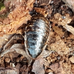 Calolampra sp. (genus) at Kaleen, ACT - 22 Jun 2021 11:05 AM