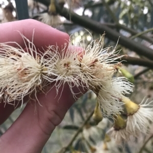 Eucalyptus leucoxylon at Red Hill to Yarralumla Creek - 11 Jun 2021 05:02 PM