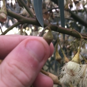 Eucalyptus leucoxylon at Hughes, ACT - 11 Jun 2021