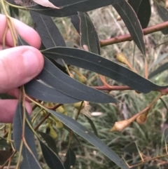 Eucalyptus leucoxylon at Red Hill to Yarralumla Creek - 11 Jun 2021 05:02 PM