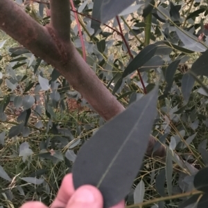 Eucalyptus leucoxylon at Red Hill to Yarralumla Creek - 11 Jun 2021 05:02 PM