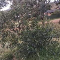 Eucalyptus leucoxylon at Red Hill to Yarralumla Creek - 11 Jun 2021 05:02 PM