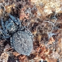 Badumna sp. (genus) (Lattice-web spider) at Kaleen, ACT - 22 Jun 2021 by trevorpreston