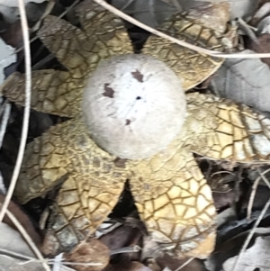 Astraeus hygrometricus at Curtin, ACT - 12 Jun 2021 11:31 AM