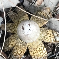 Astraeus hygrometricus at Curtin, ACT - 12 Jun 2021 11:31 AM