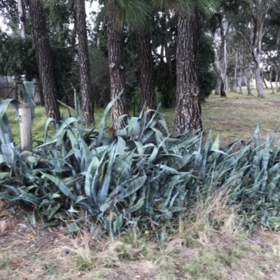 Agave americana (Century Plant) at Curtin, ACT - 12 Jun 2021 by Tapirlord