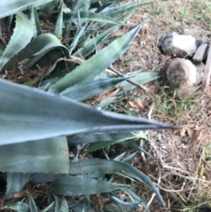 Agave americana at Curtin, ACT - 12 Jun 2021 11:39 AM