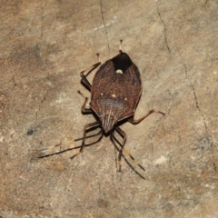 Poecilometis strigatus (Gum Tree Shield Bug) at Kambah, ACT - 19 Jun 2021 by MatthewFrawley