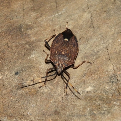 Poecilometis strigatus (Gum Tree Shield Bug) at Kambah, ACT - 19 Jun 2021 by MatthewFrawley