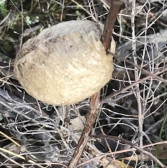 Mantidae (family) (Egg case of praying mantis) at Burra, NSW - 14 Jun 2021 by Tapirlord