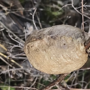 Mantidae (family) at Burra, NSW - 14 Jun 2021