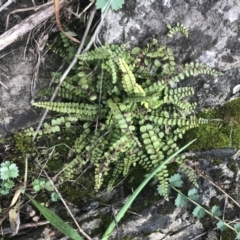 Asplenium trichomanes (Common Spleenwort) at Googong Foreshore - 14 Jun 2021 by Tapirlord