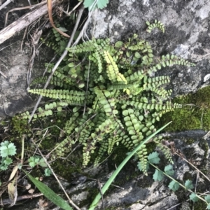 Asplenium trichomanes at Burra, NSW - suppressed