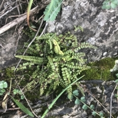 Asplenium trichomanes at Burra, NSW - suppressed