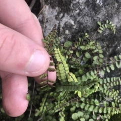 Asplenium trichomanes at Burra, NSW - suppressed