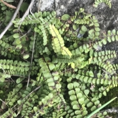 Asplenium trichomanes at Burra, NSW - suppressed