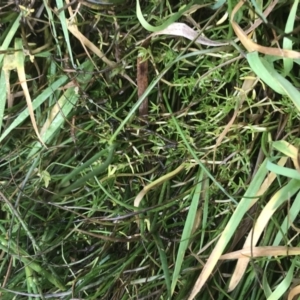 Asplenium trichomanes at Burra, NSW - suppressed