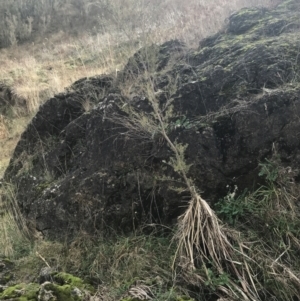 Kunzea ericoides at Burra, NSW - 14 Jun 2021