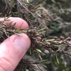 Kunzea ericoides at Burra, NSW - 14 Jun 2021