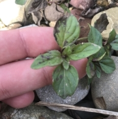 Mentha x piperita at Burra, NSW - 14 Jun 2021 10:32 AM