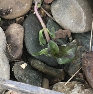 Mentha x piperita at Burra, NSW - 14 Jun 2021 10:32 AM