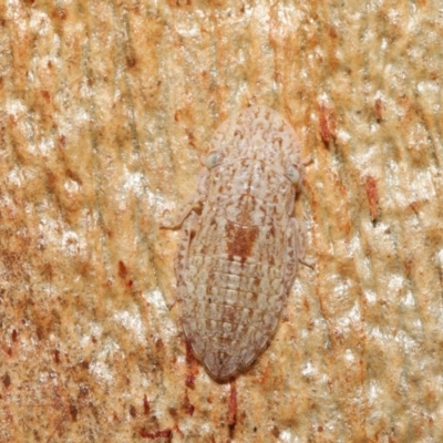 Ledromorpha planirostris (A leafhopper) at ANBG - 7 May 2021 by TimL