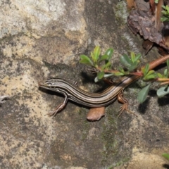 Ctenotus taeniolatus at Acton, ACT - 7 May 2021