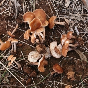 Rhodocollybia incarnata at Watson, ACT - 28 Mar 2021 12:05 PM