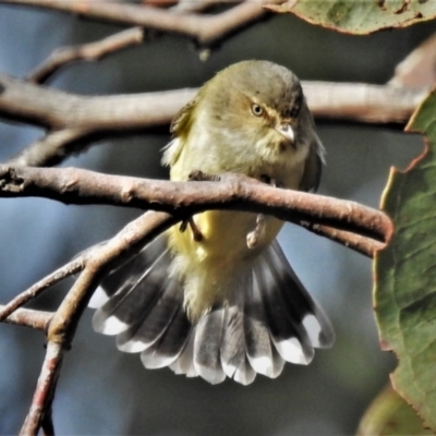 Smicrornis brevirostris (Weebill) at Paddys River, ACT - 22 Jun 2021 by JohnBundock