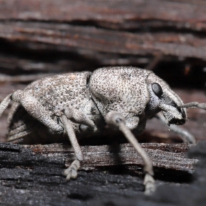 Polyphrades paganus at Downer, ACT - 5 May 2021