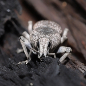 Polyphrades paganus at Downer, ACT - 5 May 2021