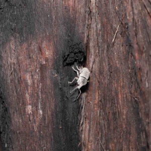 Polyphrades paganus at Downer, ACT - 5 May 2021