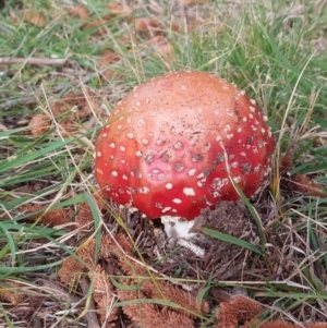 Amanita muscaria at Braddon, ACT - 22 Jun 2021