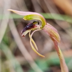 Chiloglottis reflexa (Short-clubbed Wasp Orchid) at ANBG South Annex - 22 Jun 2021 by RobG1