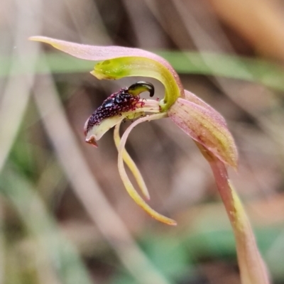 Chiloglottis reflexa (Short-clubbed Wasp Orchid) at Acton, ACT by RobG1