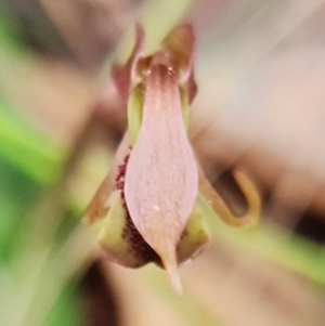 Chiloglottis reflexa at Acton, ACT - 22 Jun 2021