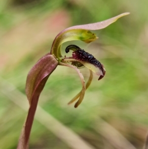 Chiloglottis reflexa at Acton, ACT - 22 Jun 2021