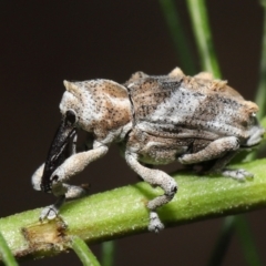 Orthorhinus klugii (Vine weevil) at Acton, ACT - 7 May 2021 by TimL