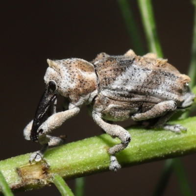 Orthorhinus klugii (Vine weevil) at Acton, ACT - 7 May 2021 by TimL