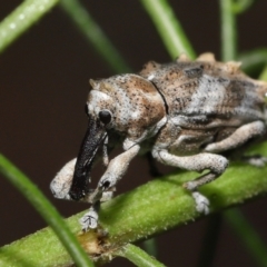 Orthorhinus klugii at Acton, ACT - 7 May 2021