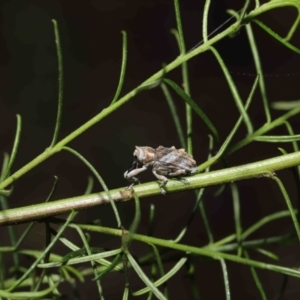 Orthorhinus klugii at Acton, ACT - 7 May 2021