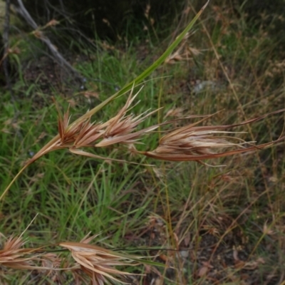 Themeda triandra (Kangaroo Grass) at Mount Ainslie to Black Mountain - 3 Jan 2021 by JanetRussell