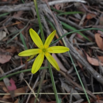 Tricoryne elatior (Yellow Rush Lily) at Campbell, ACT - 4 Jan 2021 by JanetRussell